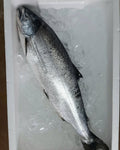 WHOLE SALMON