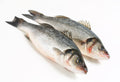 NILE-PERCH FISH (MBUTA)