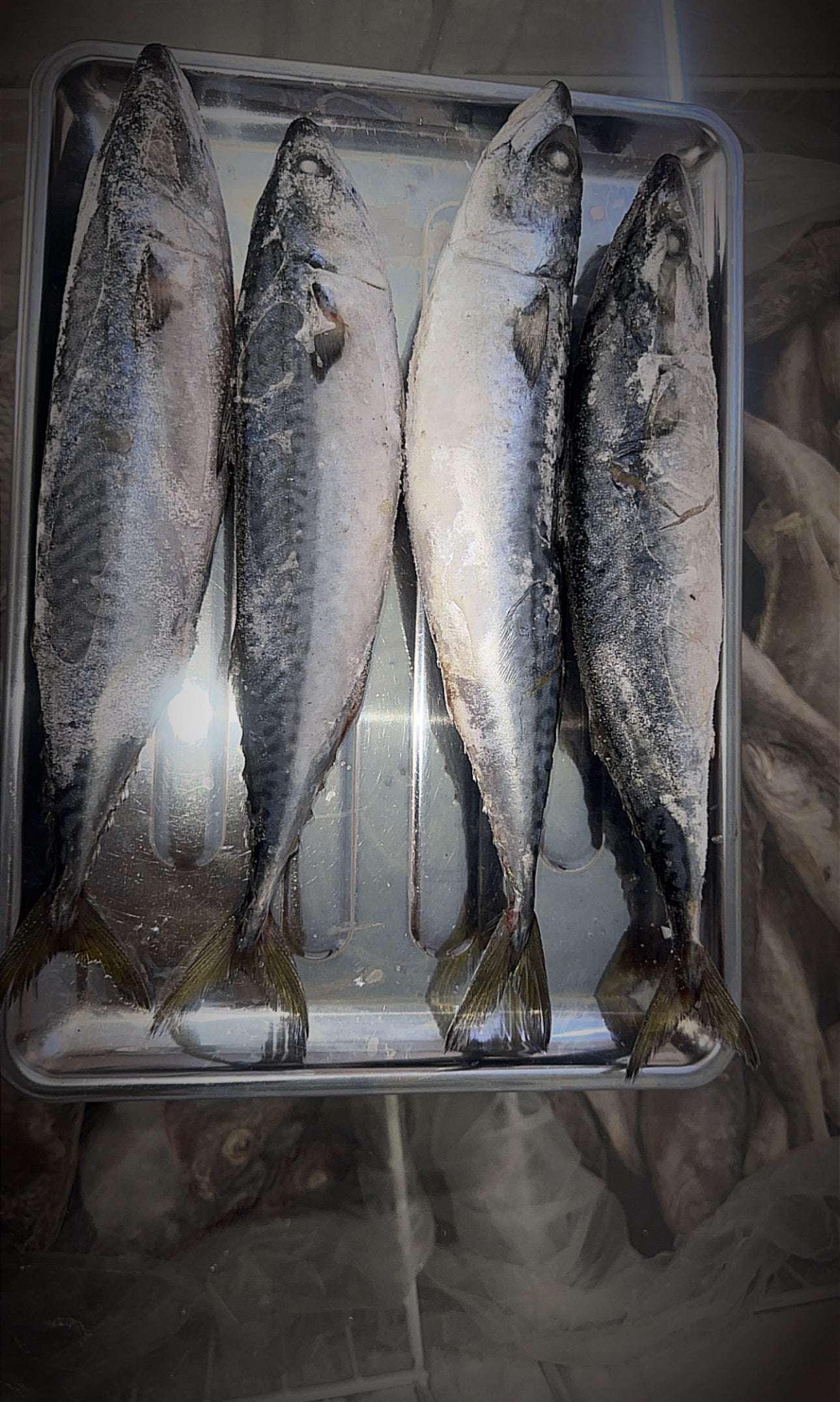 Pacifi Mackerel (Titus)