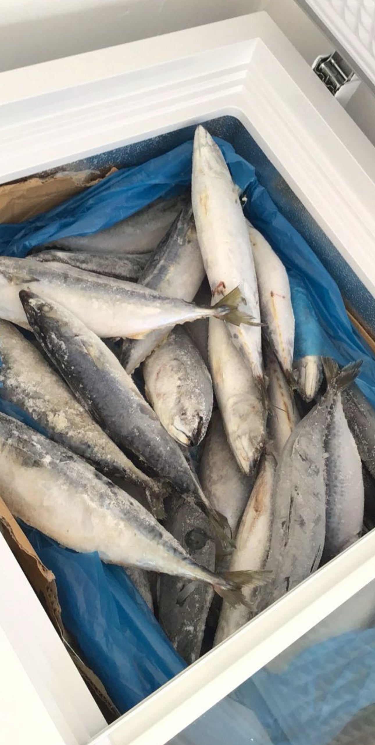 Pacifi Mackerel (Titus)