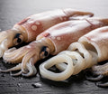 SQUID (CALAMARI)