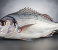 WHITE SNAPPER (CHANGU)