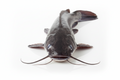 CATFISH