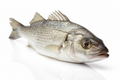 CROAKER FISH (KHUFADI)