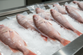 RED SNAPPER (CHANGU)