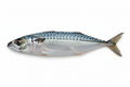 PACIFIC MACKERELS (TITUS)