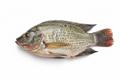 TILAPIA FISH SMALL SIZE (200/300)